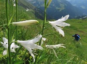 36 Paradisea liliastrum (Giglio di monte) bianchi con vista in Forcella Rossa